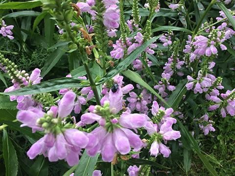 A close up of purple flowers

Description automatically generated