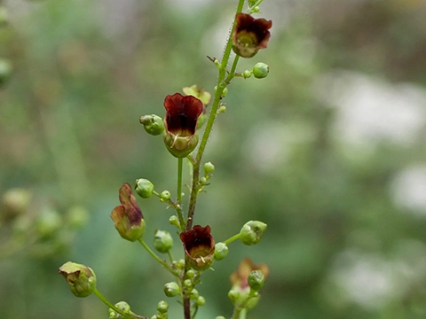 A close-up of a flower

Description automatically generated