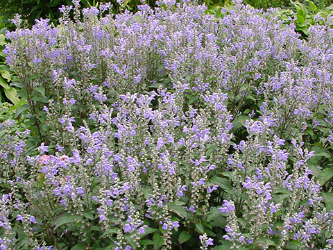 A field of purple flowers

Description automatically generated with medium confidence