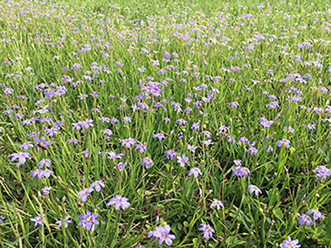 A planting of Blue-eyed grass

Description automatically generated