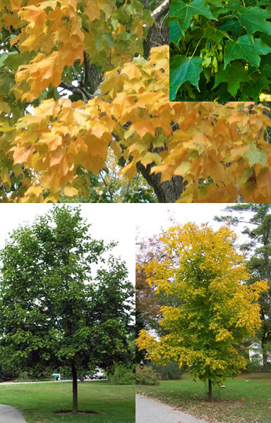 Black Maple Acer nigrum