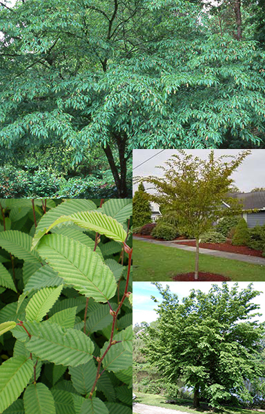 Japanese hornbeam