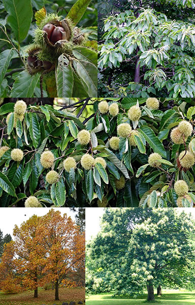 American chestnut