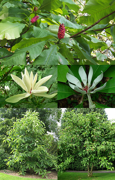 Umbrella magnolia