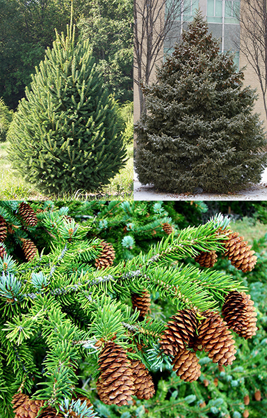 Picea glauca