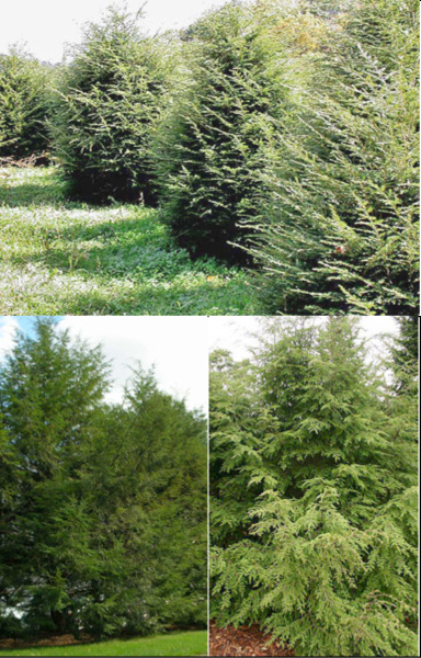 Canadian hemlock