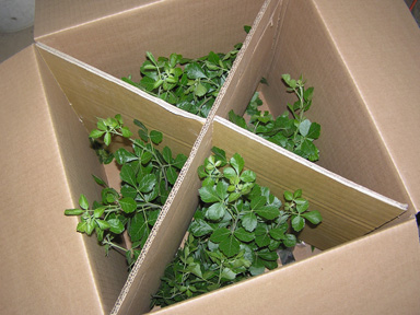 box of plants