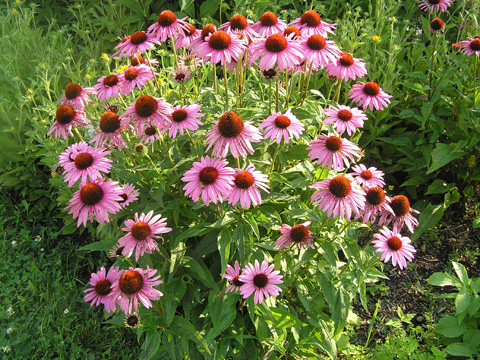 Echinacea