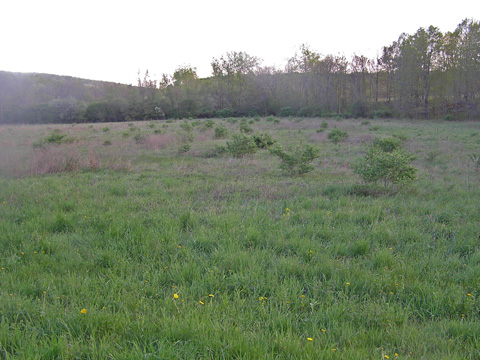 field covered in honeysuckle