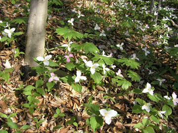 Trillium