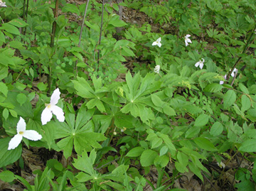 Trillium