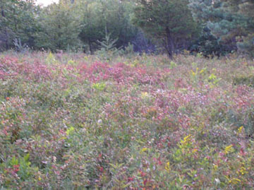 Grey+dogwood+shrub