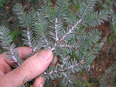 spray for hemlock disease