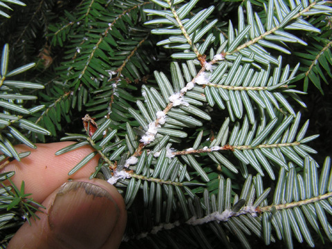 spray for hemlock disease