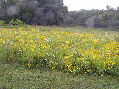 wildlfower meadow