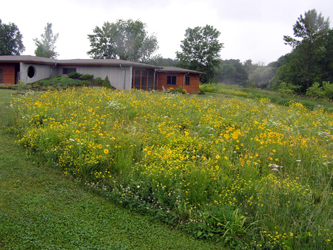 meadow planting