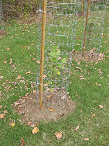 Plant wire cage hi-res stock photography and images - Alamy