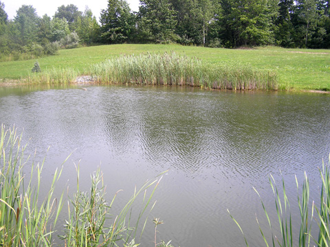 Pond planting