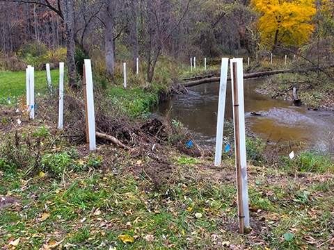 protect trees from deer