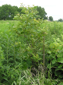 swamp white oak