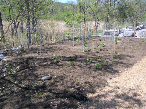 trail planting