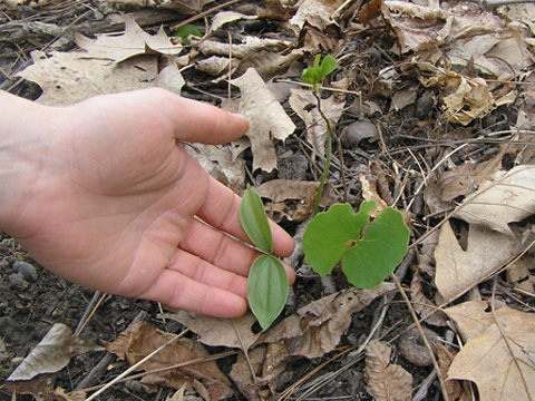 Native seedlings