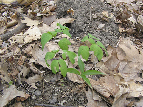 Native seedlings