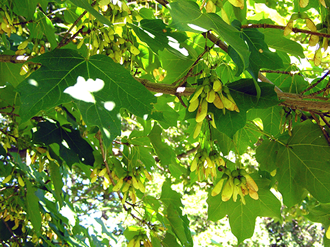 sugar maple tree spring