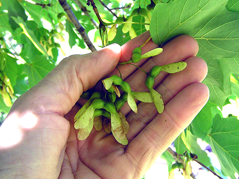 sugar maple smaras