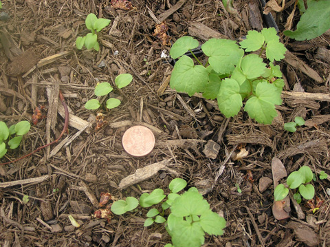 Dolls eye seedlings