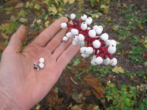 Actaea_pachypoda_seed.JPG