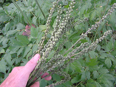 black cohosh