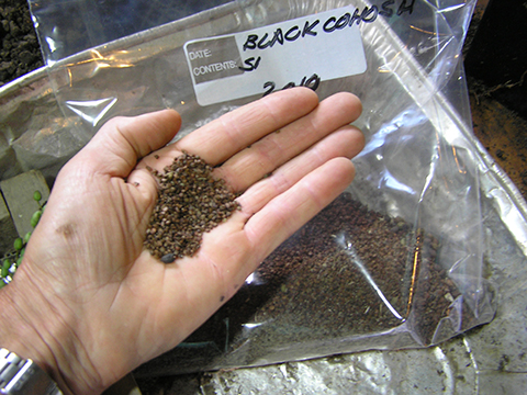 black cohosh seed