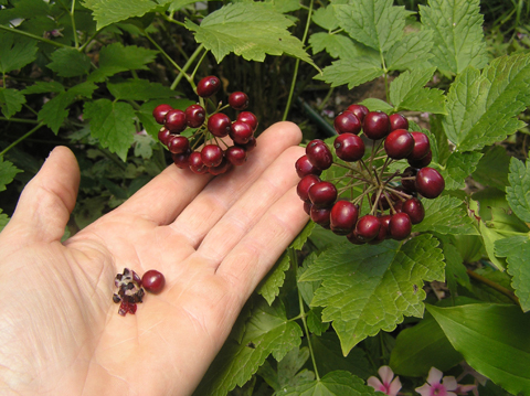 Red Baneberry - white berry form, Actaea rubra (Aiton) Willd.