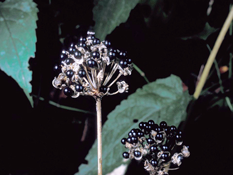 wild leek seed