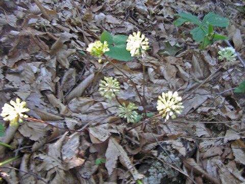 wild leek flowers