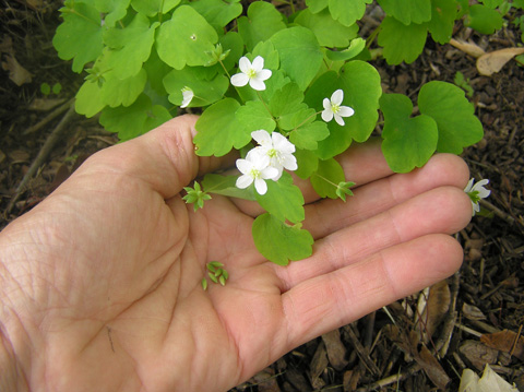 Rue anemone