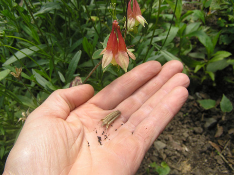 Columbine Seeds