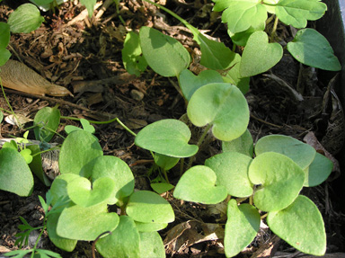 Wild ginger seedling