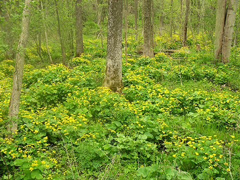 marsh marigold flower