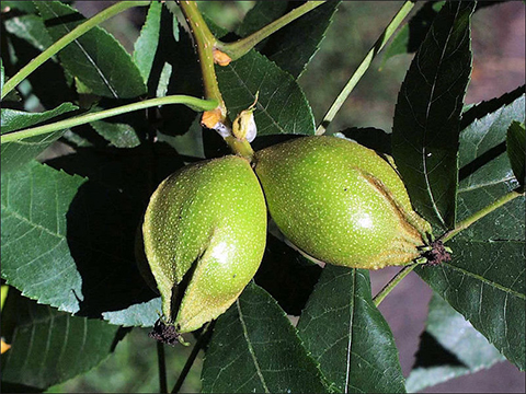 Carya cordiformis