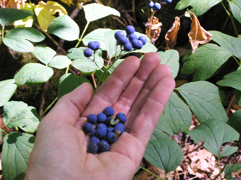 Blue cohosh