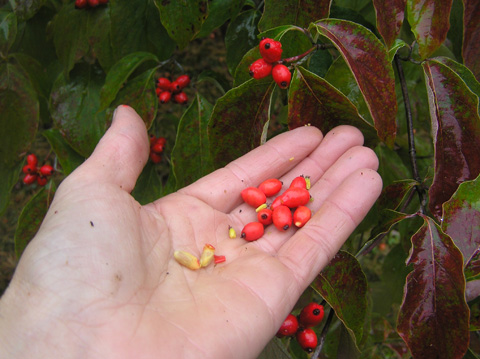 Dogwood Seed