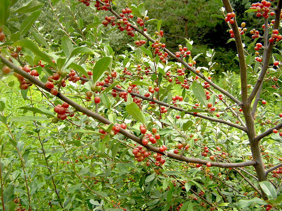 Autumn olive fruit