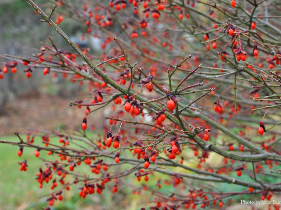 euonymus alatus fruit