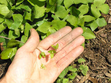 hepatica seed