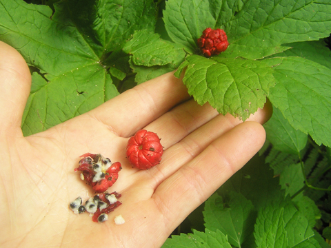 goldenseal fruit