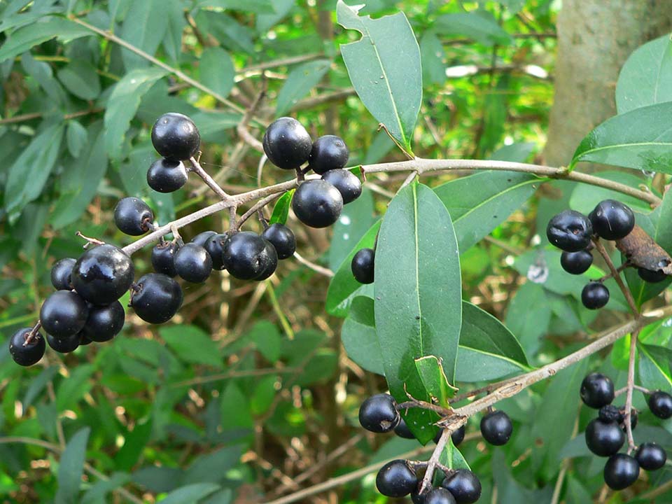 Privet