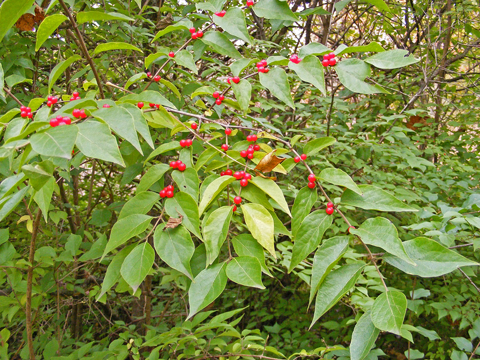 amur honeysuckle berries