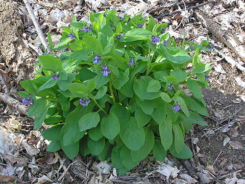 Virginia bluebells welcome addition to native plant gardens